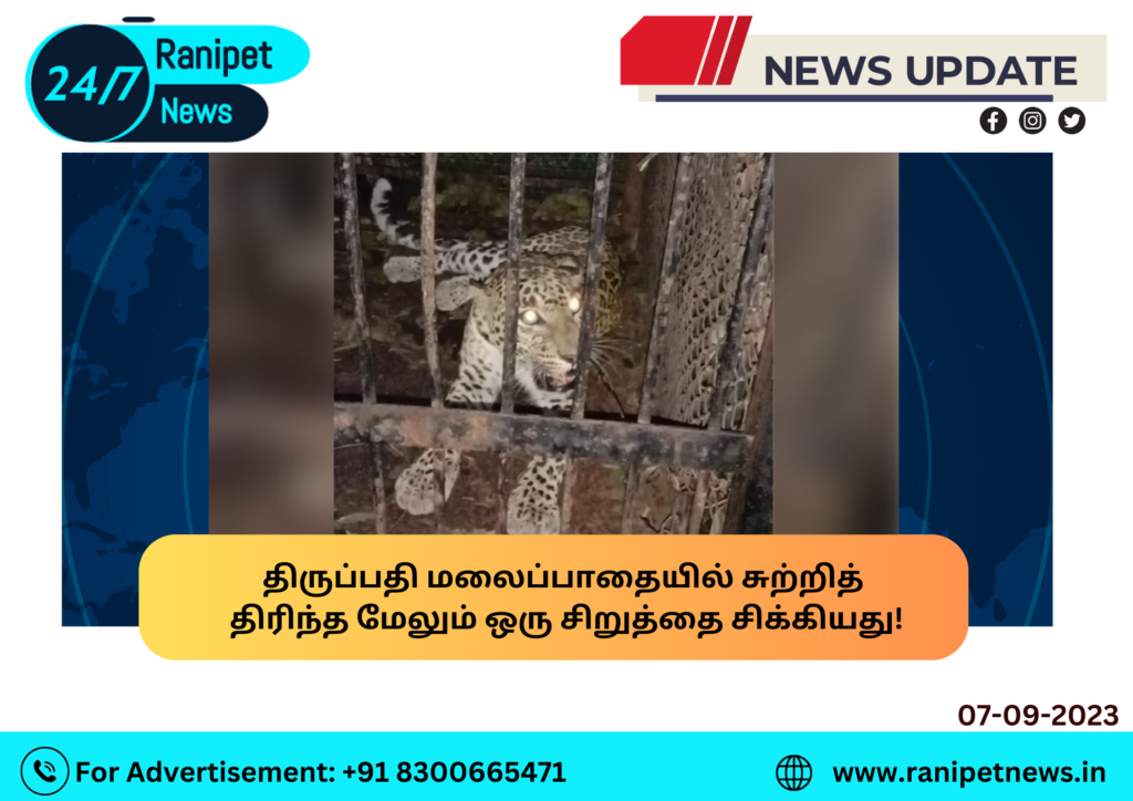 Another leopard was caught wandering around the Tirupati mountain pass!